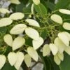 Schizophragma Fauriei 'Angel Wings' -plant store pl2000027789