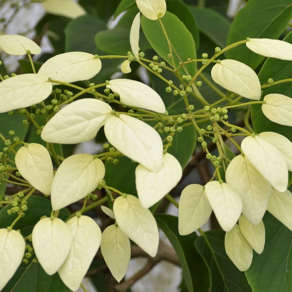 Schizophragma Fauriei 'Angel Wings' 3 Schizophragma Fauriei 'Angel Wings'