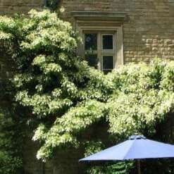 Schizophragma Fauriei 'Angel Wings' 5 Schizophragma Fauriei 'Angel Wings' -plant store pl2000027789 card2 lg