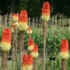 Kniphofia Uvaria -plant store pl2000027803