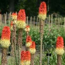 Kniphofia Uvaria