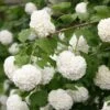 Viburnum Opulus 'Roseum' 2 Viburnum Opulus 'Roseum' -plant store pl2000027943
