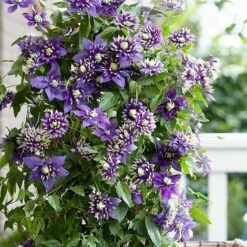Clematis 'Taiga' (PBR) 13 Clematis 'Taiga' (PBR) -plant store pl2000028061 card3 lg