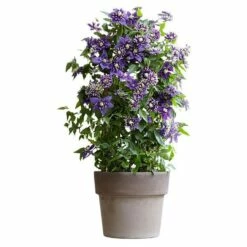 Clematis 'Taiga' (PBR) 16 Clematis 'Taiga' (PBR) -plant store pl2000028061 card6 lg