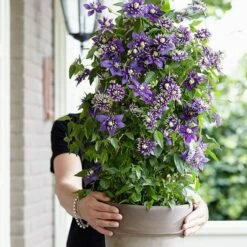 Clematis 'Taiga' (PBR) 17 Clematis 'Taiga' (PBR) -plant store pl2000028061 card7 lg