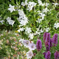Long-flowering Plant Combination (pink, Purple And White)