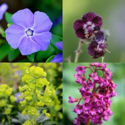 Dry Shade Plant Combination