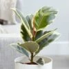 Ficus Elastica 'Tineke' -plant store pl2000028176