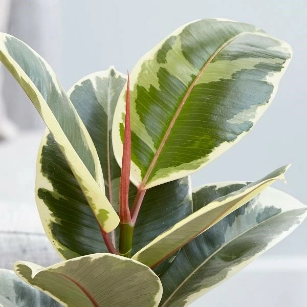 Ficus Elastica 'Tineke' 4 Ficus Elastica 'Tineke' - Image 2