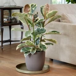 Ficus Elastica 'Tineke' 9 Ficus Elastica 'Tineke' -plant store pl2000028176 card4 lg