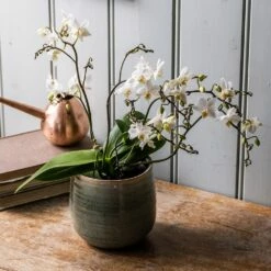 Phalaenopsis 'White Willd Orchid' -plant store pl2000028180 card3 lg