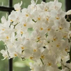 Phalaenopsis 'White Willd Orchid' -plant store pl2000028180 card5 lg