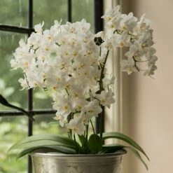 Phalaenopsis 'White Willd Orchid' -plant store pl2000028180 card6 lg