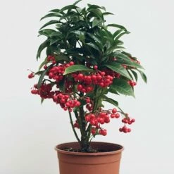 Ardisia Crenata 'Queen Star' (PBR) -plant store pl2000028194 card3 lg