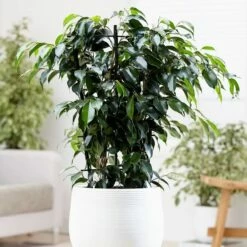 Ficus Benjamina 'Danielle' (PBR)