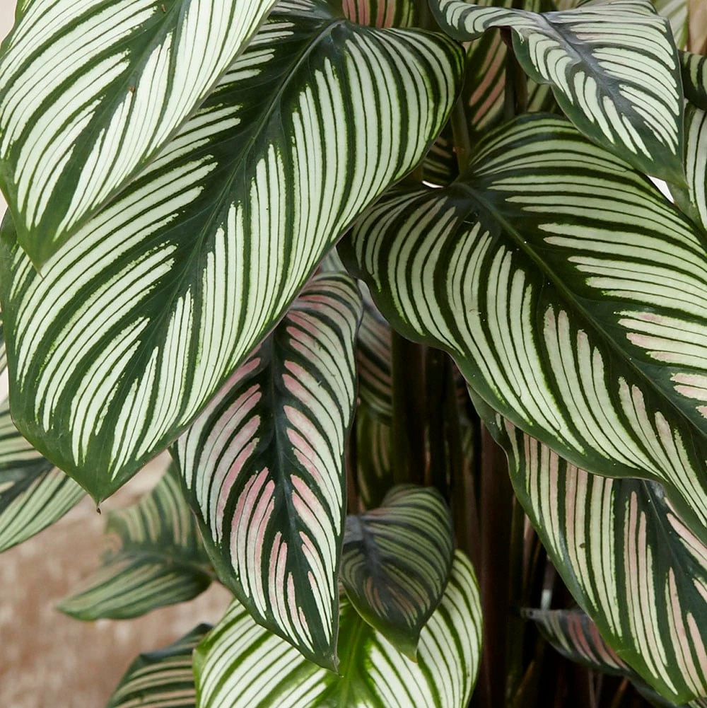 Goeppertia 'Whitestar' 4 Goeppertia 'Whitestar' - Image 2