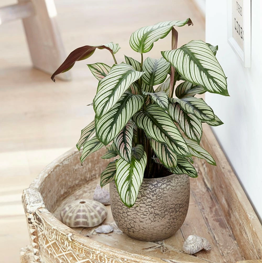 Goeppertia 'Whitestar' 5 Goeppertia 'Whitestar' - Image 3