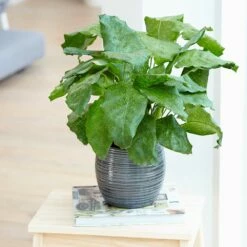 Calathea Network ('Pp0005') (PBR) -plant store pl2000028198 card3 lg