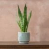 Sansevieria Zeylanica 2 Sansevieria Zeylanica -plant store pl2000028199