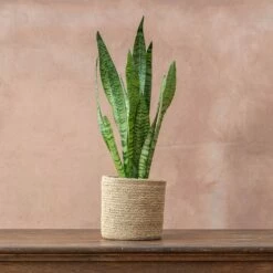 Sansevieria Zeylanica 10 Sansevieria Zeylanica -plant store pl2000028199 card4 lg