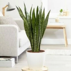 Sansevieria Zeylanica 11 Sansevieria Zeylanica -plant store pl2000028199 card5 lg