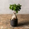 Ficus Microcarpa 'Ginseng' 2 Ficus Microcarpa 'Ginseng' -plant store pl2000028200