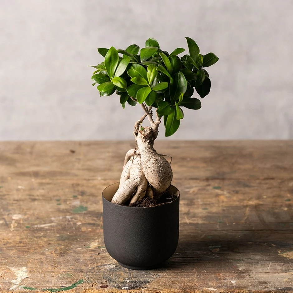 Ficus Microcarpa 'Ginseng' 3 Ficus Microcarpa 'Ginseng'