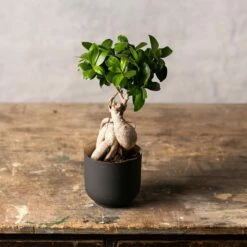 Ficus Microcarpa 'Ginseng' 7 Ficus Microcarpa 'Ginseng' -plant store pl2000028200 card3 lg