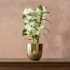Dendrobium Spring Dream ('Apollon') (PBR) 2 Dendrobium Spring Dream ('Apollon') (PBR) -plant store pl2000028201