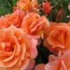 Rosa Scent From Heaven ('Chewbabaluv') (PBR) 1 Rosa Scent From Heaven ('Chewbabaluv') (PBR) -plant store pl2000028209
