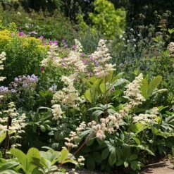 Rodgersia Aesculifolia 7 Rodgersia Aesculifolia -plant store pl2000028229 card2 lg