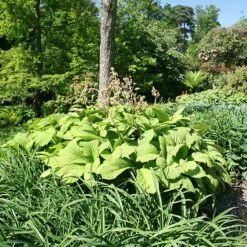 Rodgersia Aesculifolia 8 Rodgersia Aesculifolia -plant store pl2000028229 card3 lg