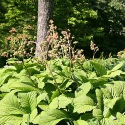 Rodgersia Aesculifolia 9 Rodgersia Aesculifolia -plant store pl2000028229 card4 lg