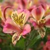Alstroemeria 'Cahors' (Planet Series) 1 Alstroemeria 'Cahors' (Planet Series) -plant store pl2000028242