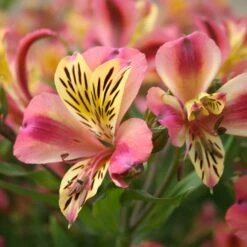 Alstroemeria 'Cahors' (Planet Series)