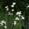 Libertia Chilensis -plant store pl2000028243