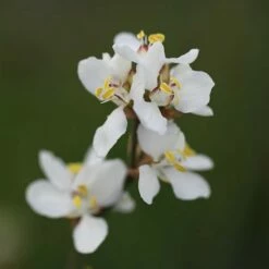 Libertia Chilensis 9 Libertia Chilensis -plant store pl2000028243 card4 lg
