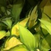 Hosta 'Orange Marmalade' -plant store pl2000028310