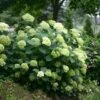 Hydrangea Arborescens Lime Rickey ('Smnhalr') (PBR)