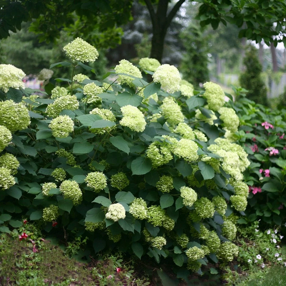 Hydrangea Arborescens Lime Rickey ('Smnhalr') (PBR) 3 Hydrangea Arborescens Lime Rickey ('Smnhalr') (PBR)