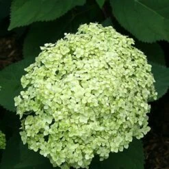 Hydrangea Arborescens Lime Rickey ('Smnhalr') (PBR) 6 Hydrangea Arborescens Lime Rickey ('Smnhalr') (PBR) -plant store pl2000028409 card2 lg