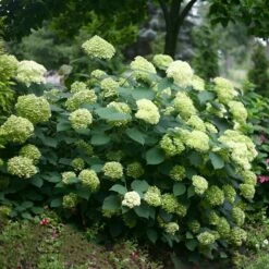 Hydrangea Arborescens Lime Rickey ('Smnhalr') (PBR) 7 Hydrangea Arborescens Lime Rickey ('Smnhalr') (PBR) -plant store pl2000028409 card3 lg