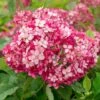 Hydrangea Arborescens Ruby Annabelle ('Ncha3') (PBR) 2 Hydrangea Arborescens Ruby Annabelle ('Ncha3') (PBR) -plant store pl2000028434