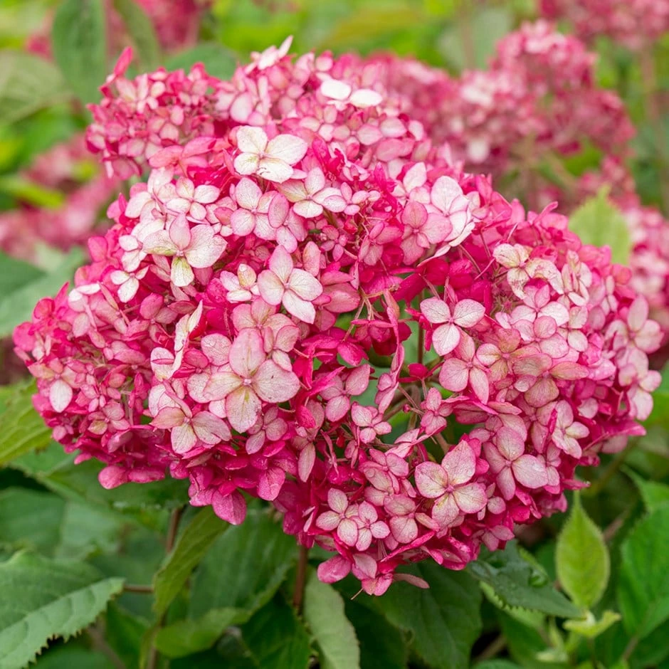Hydrangea Arborescens Ruby Annabelle ('Ncha3') (PBR) 3 Hydrangea Arborescens Ruby Annabelle ('Ncha3') (PBR)