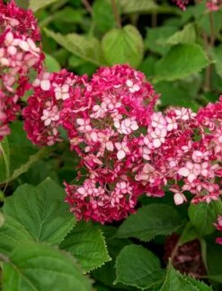Hydrangea Arborescens Ruby Annabelle ('Ncha3') (PBR) 5 Hydrangea Arborescens Ruby Annabelle ('Ncha3') (PBR) -plant store pl2000028434 card2 lg