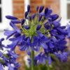 Agapanthus 'Flower Of Love' 1 Agapanthus 'Flower Of Love' -plant store pl2000028492