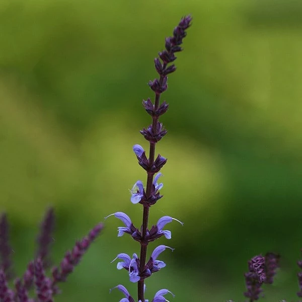 Salvia × Sylvestris 'Dear Anja' 4 Salvia × Sylvestris 'Dear Anja' - Image 2