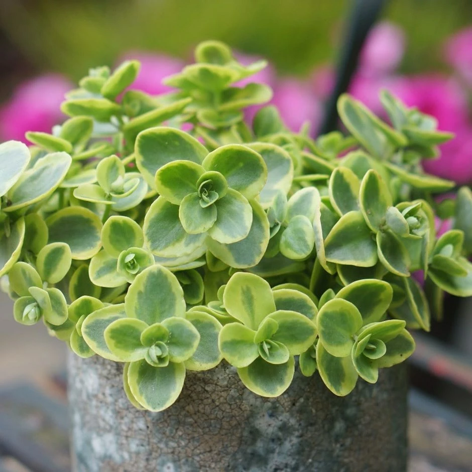 Hylotelephium 'Lime Twister' (PBR) (SunSparkler Series) 3 Hylotelephium 'Lime Twister' (PBR) (SunSparkler Series)