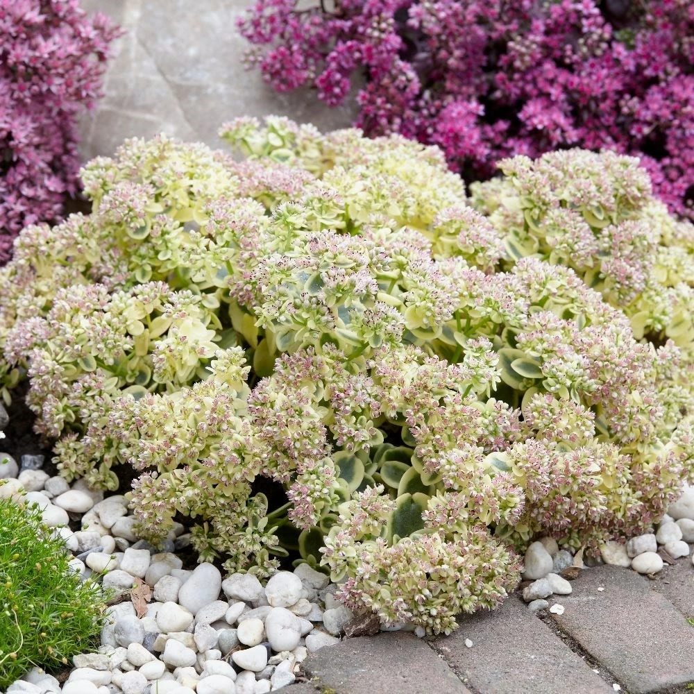 Hylotelephium 'Lime Twister' (PBR) (SunSparkler Series) 4 Hylotelephium 'Lime Twister' (PBR) (SunSparkler Series) - Image 2