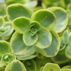 Hylotelephium 'Lime Twister' (PBR) (SunSparkler Series) 11 Hylotelephium 'Lime Twister' (PBR) (SunSparkler Series) -plant store pl2000028499 card3 lg